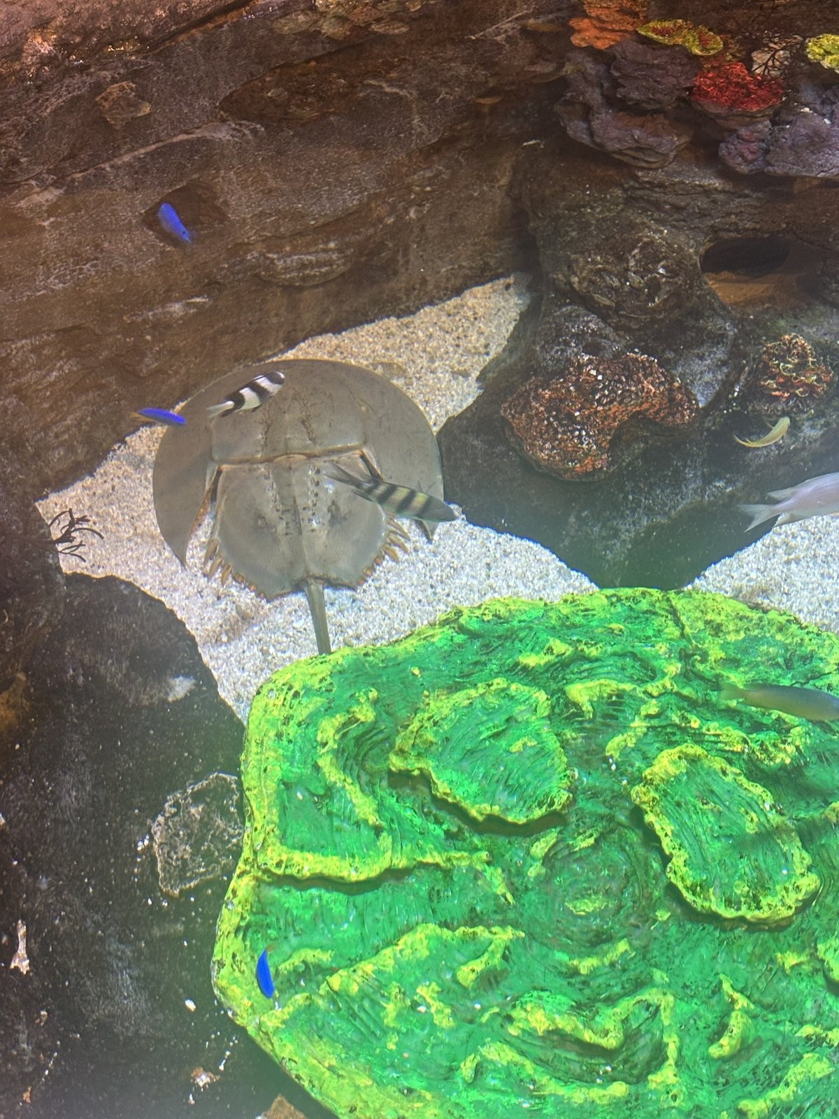 タッチプールの水底にいるカブトガニ