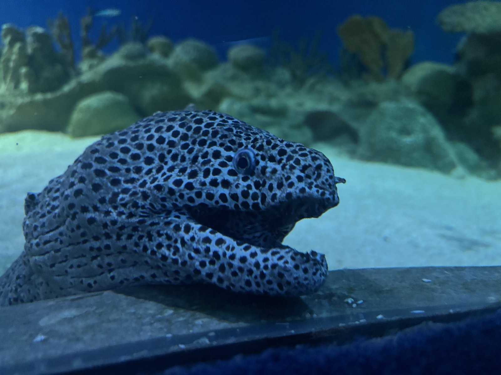 水玉模様のウツボ