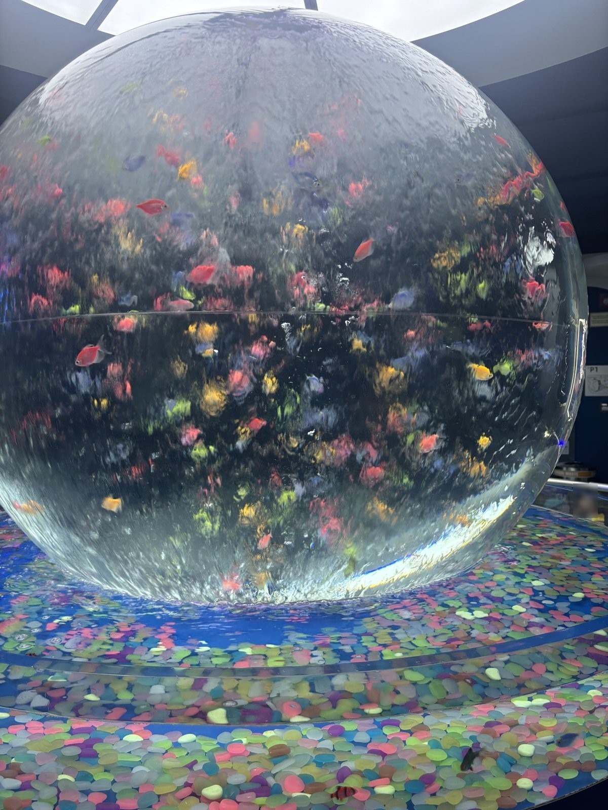 色とりどりの小さな魚が入った巨大な球形の水槽