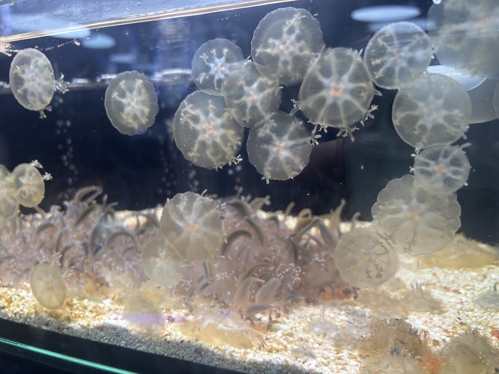 丸い傘のクラゲがたくさん浮かぶ水槽