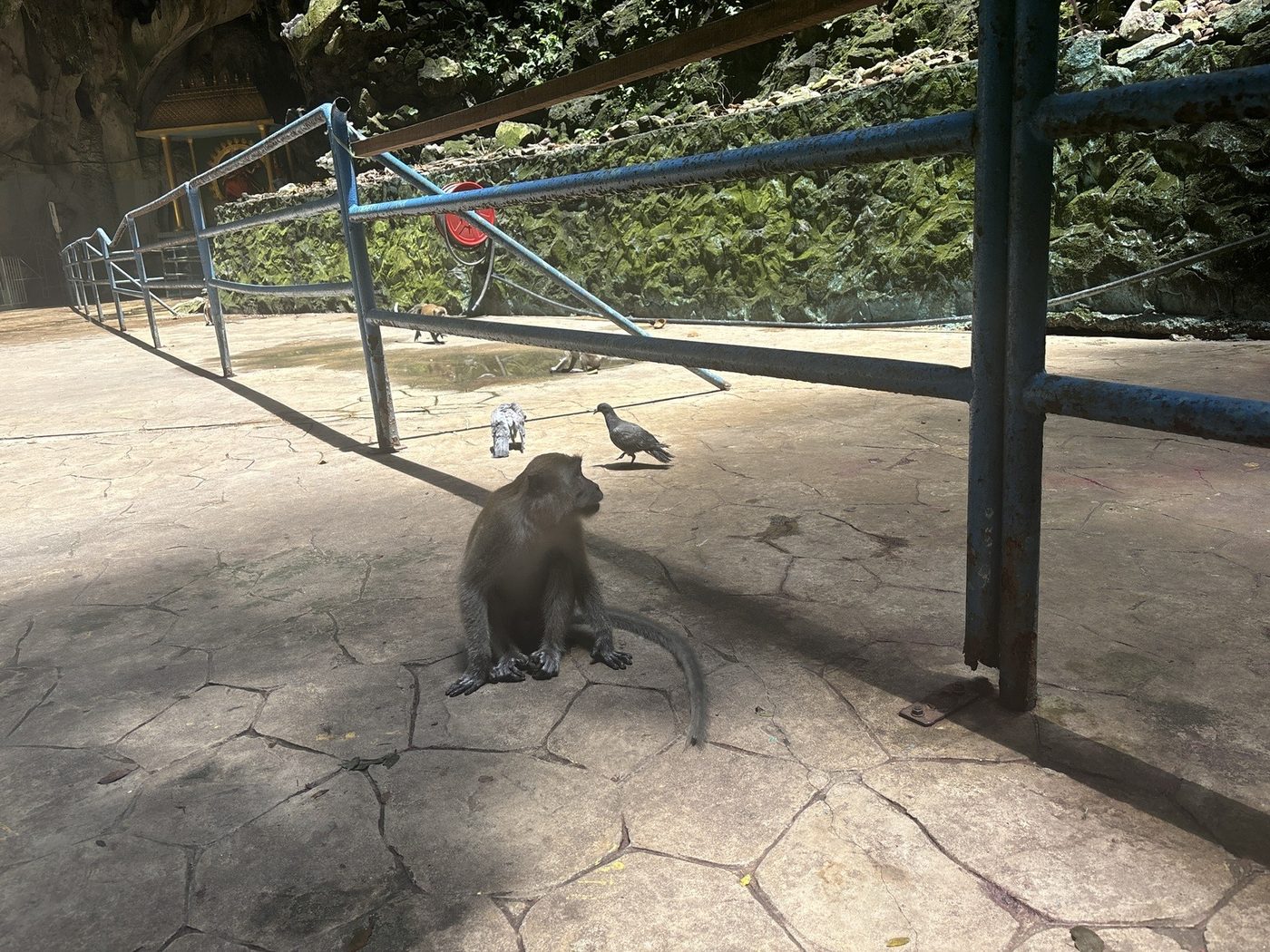 手すりのそばの床に座る猿