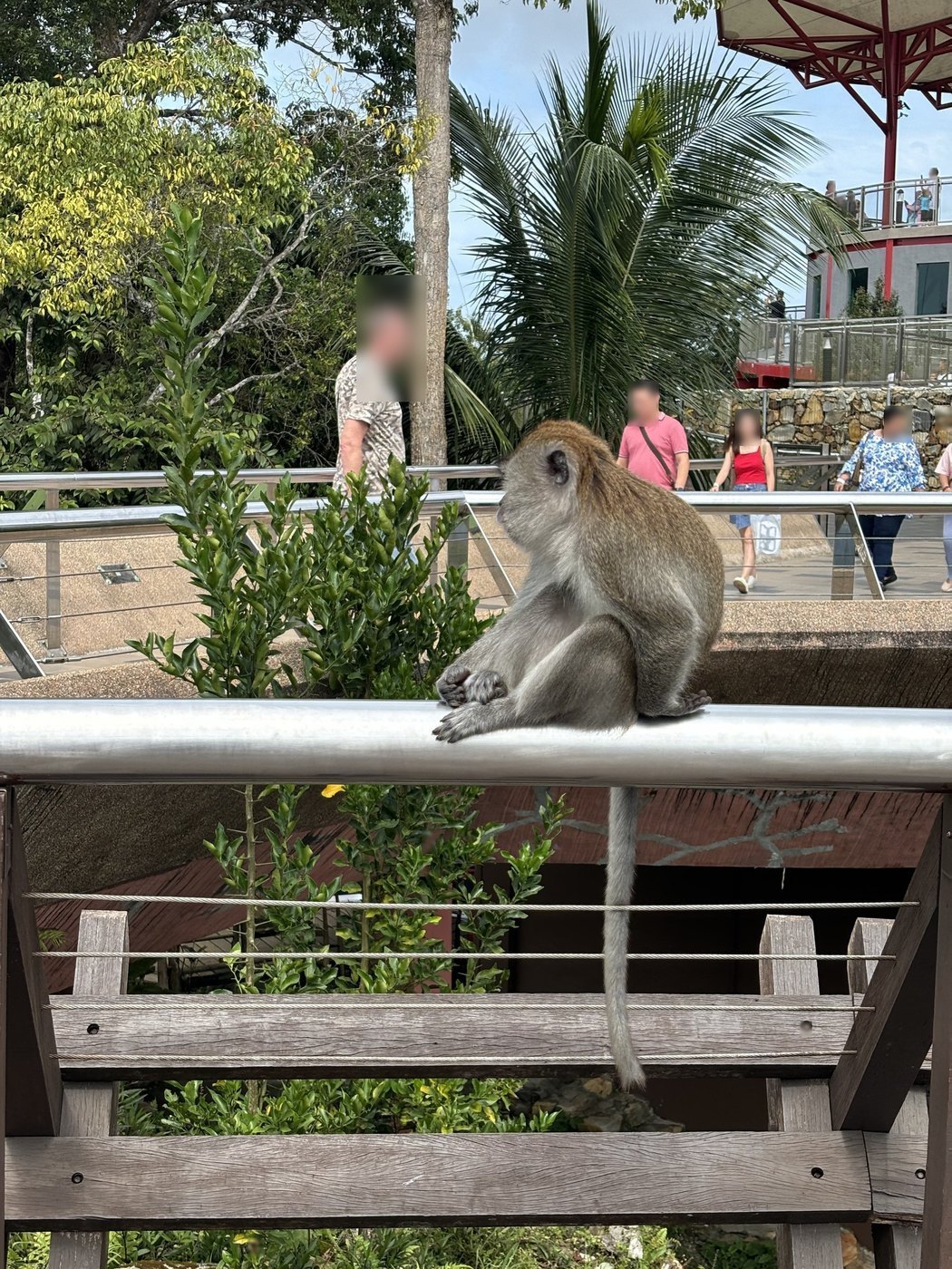 駅の手すりに座る猿と、そばを歩く人