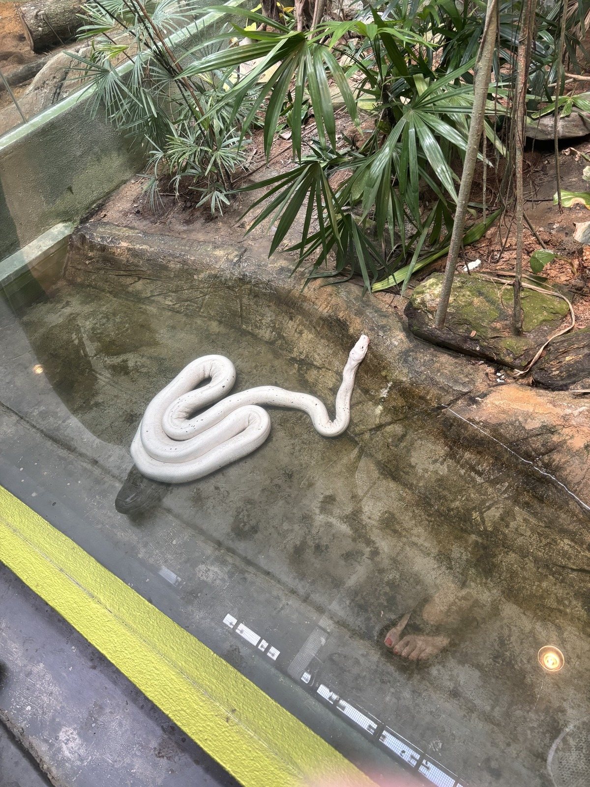 砂の上でとぐろを巻く真っ白なヘビ