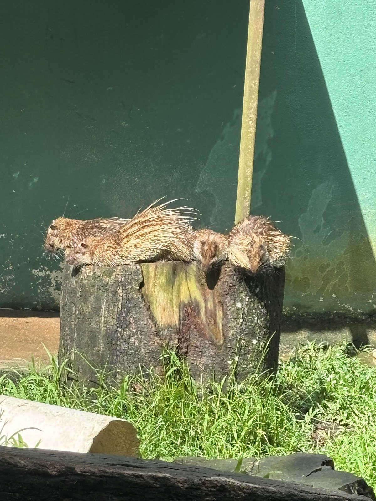 切り株の上でかたまって寝ている3頭のヤマアラシ
