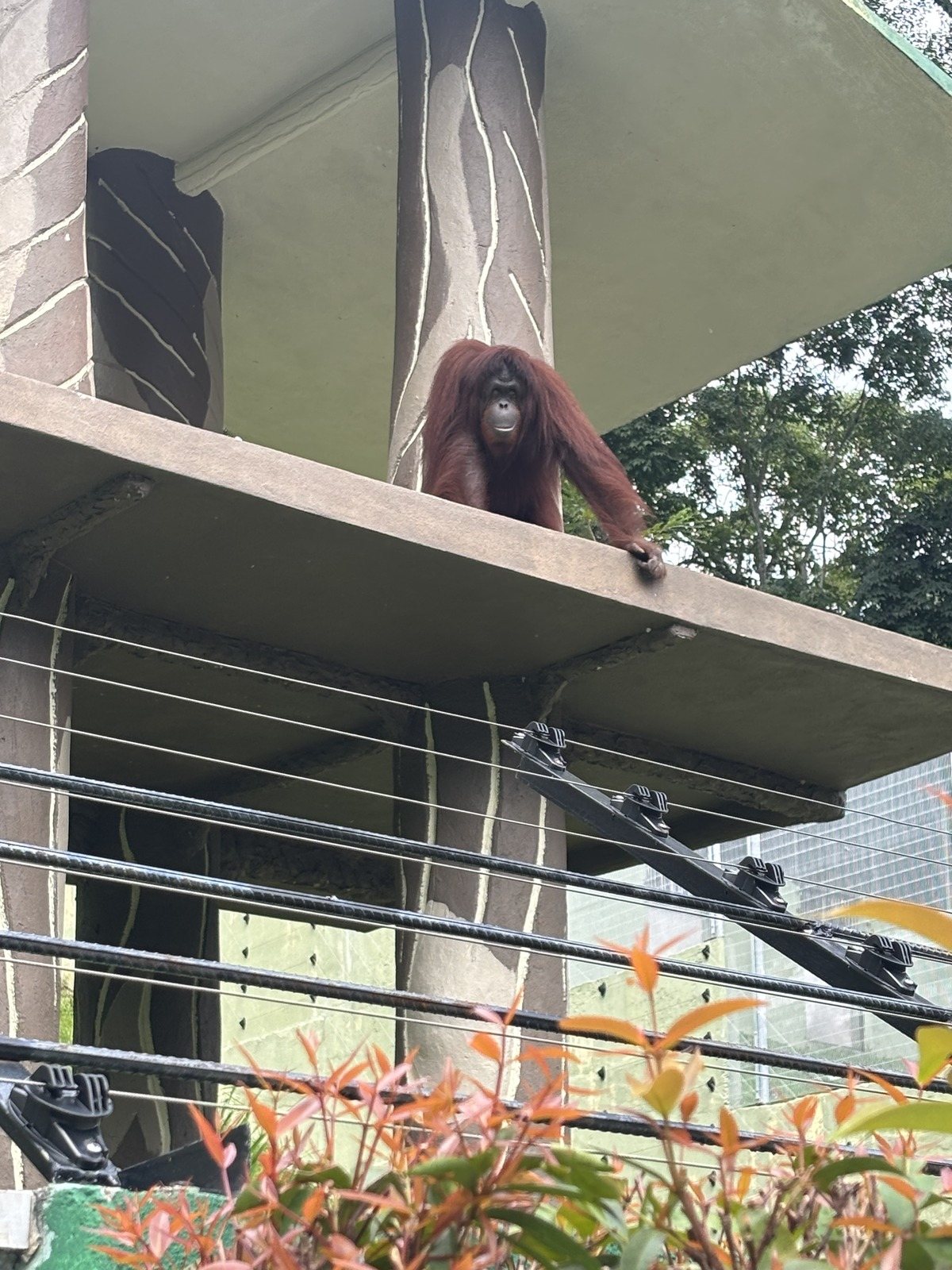 建物の梁から身を乗り出しているオランウータン