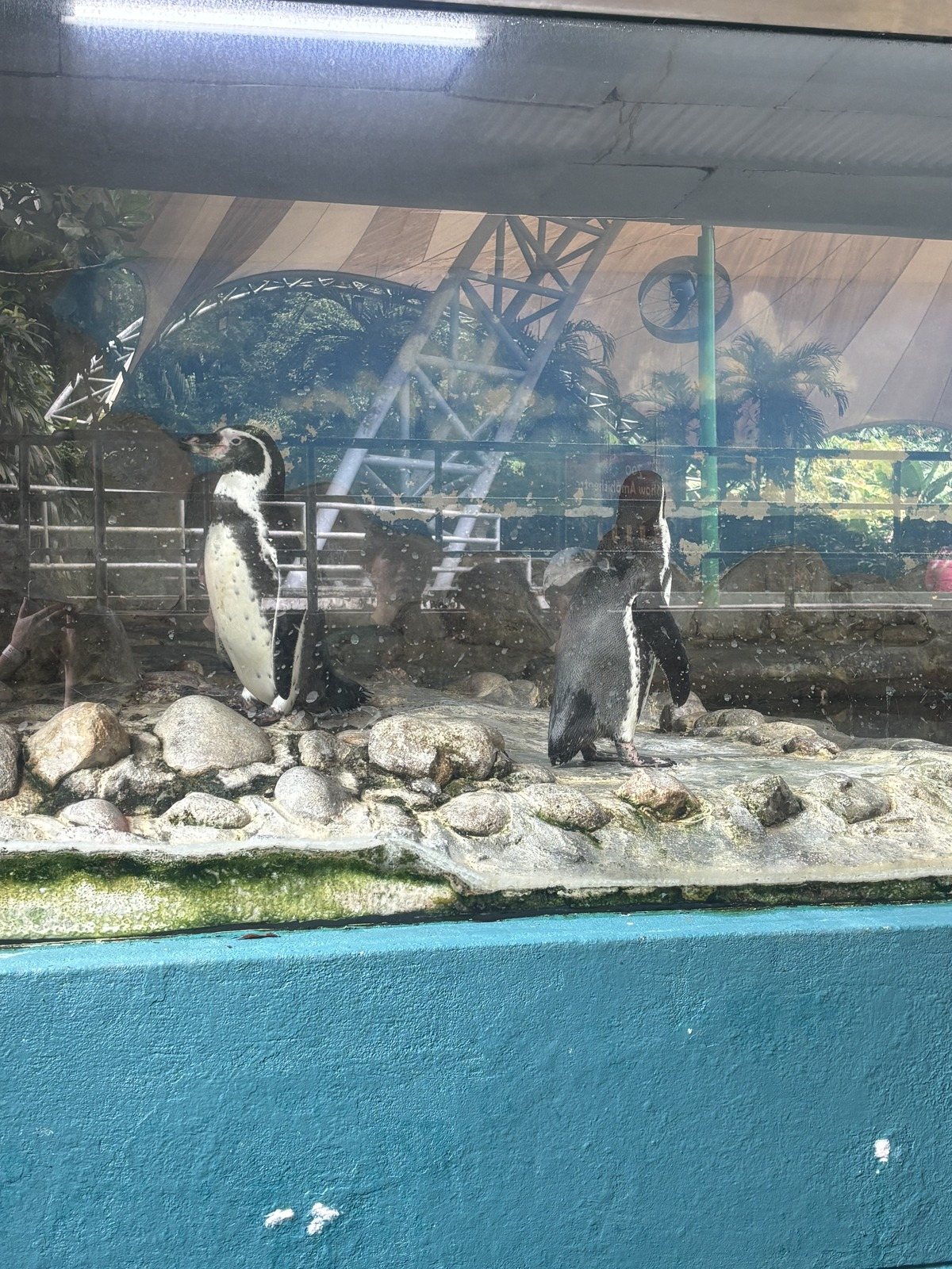 青い壁を背にして立つペンギン2羽