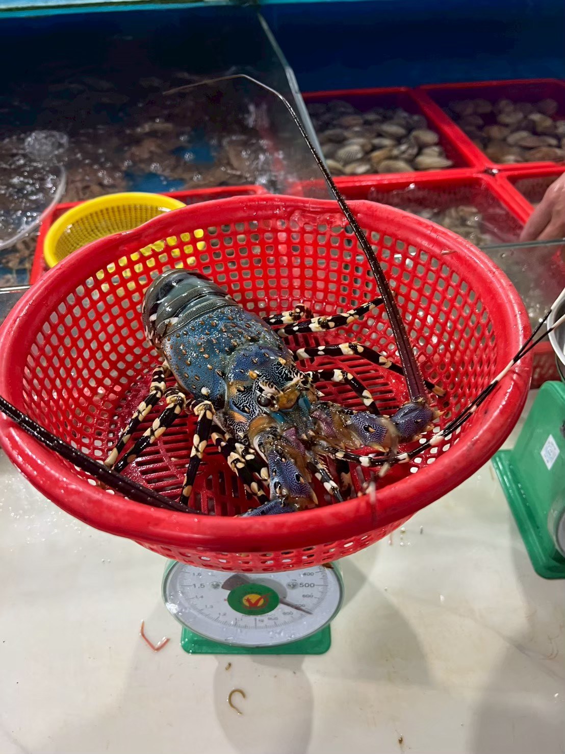 赤いかごに入れたイセエビをアナログの台秤に載せているところ